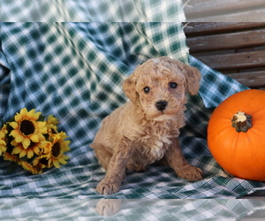 Poodle (Miniature) Puppy for sale in SHILOH, OH, USA