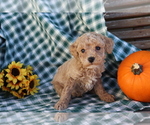 Small Photo #1 Poodle (Miniature) Puppy For Sale in SHILOH, OH, USA