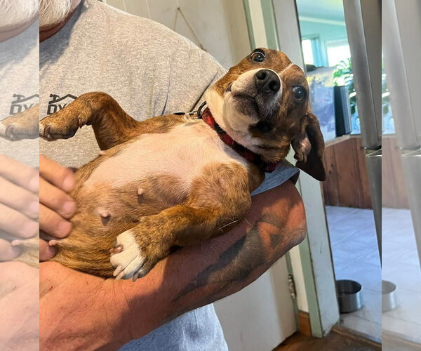 Medium Photo #3 Dachshund-Unknown Mix Puppy For Sale in Mount Laurel, NJ, USA