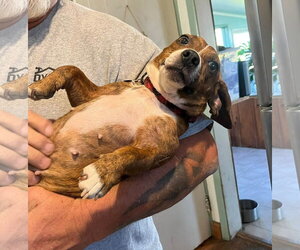 Candy - Female Dachshund-Unknown Mix Dog for Adoption - Photo #3