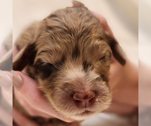 Medium Photo #5 F2 Aussiedoodle Puppy For Sale in COLUMBIA, TN, USA