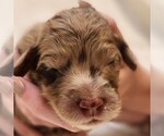Small #4 F2 Aussiedoodle