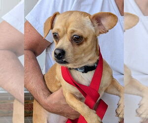 Chihuahua Dogs for adoption in Royal Palm Beach, FL, USA