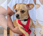 Small Chihuahua