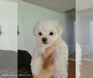 Maltese Puppy for sale in GRANADA HILLS, CA, USA