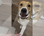 Small #8 American Pit Bull Terrier Mix