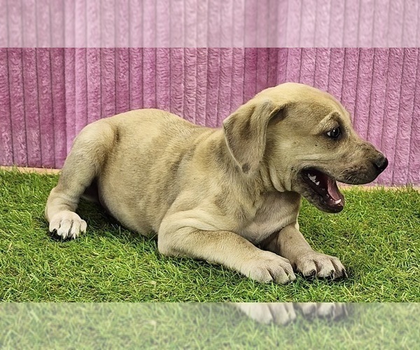 Medium Photo #4 Catahoula Leopard Dog Puppy For Sale in CUMBY, TX, USA