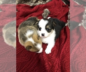 Pembroke Welsh Corgi Puppy for sale in ARTHUR, IL, USA