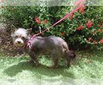 Small Mutt