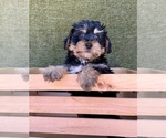 Small #8 Yorkshire Terrier