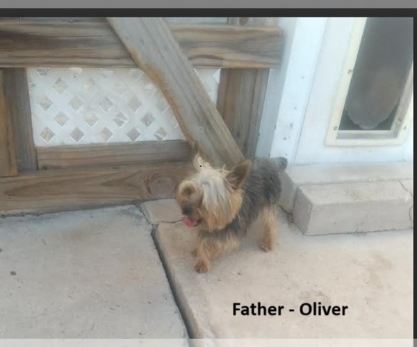 Medium Photo #1 Yorkshire Terrier Puppy For Sale in SAN ANTONIO, TX, USA