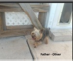 Small Photo #1 Yorkshire Terrier Puppy For Sale in SAN ANTONIO, TX, USA