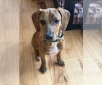Small #1 Mutt