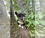 Small Photo #66 Pembroke Welsh Corgi Puppy For Sale in PERKINSVILLE, VT, USA