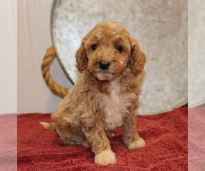 Goldendoodle (Miniature) Puppy for Sale in EPHRATA, Pennsylvania USA