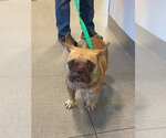 UNKNOWN - Female French Bulldog Dog for Adoption - Small photo