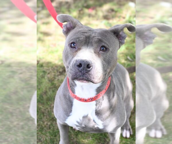 Medium Photo #1 American Staffordshire Terrier-Unknown Mix Puppy For Sale in Perth Amboy, NJ, USA