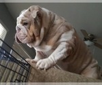 Small Photo #1 English Bulldog Puppy For Sale in CLOVER, SC, USA