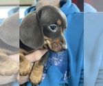 Puppy Puppy 5 Dachshund