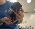 Small Mutt