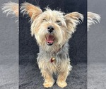 Small #1 Mutt