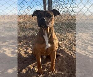 Mutt Dogs for adoption in Fort Collins, CO, USA