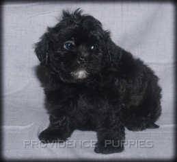 Medium Shih-Poo