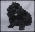 Small Shih-Poo