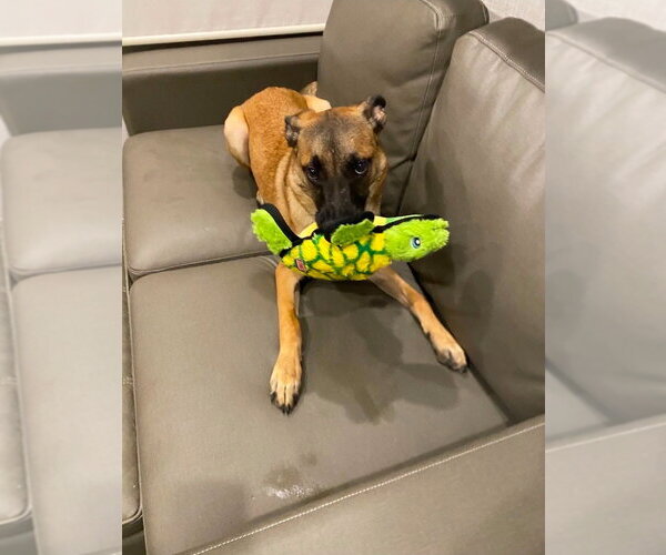 Medium Photo #4 German Shepherd Dog-Unknown Mix Puppy For Sale in Lake Forest, CA, USA