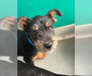 Rottweiler-Unknown Mix Dogs for adoption in Visalia, CA, USA