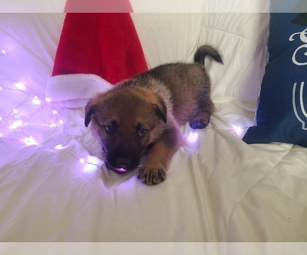 Medium Photo #4 German Shepherd Dog-Timber Wolf Mix Puppy For Sale in MONTREAL, MO, USA