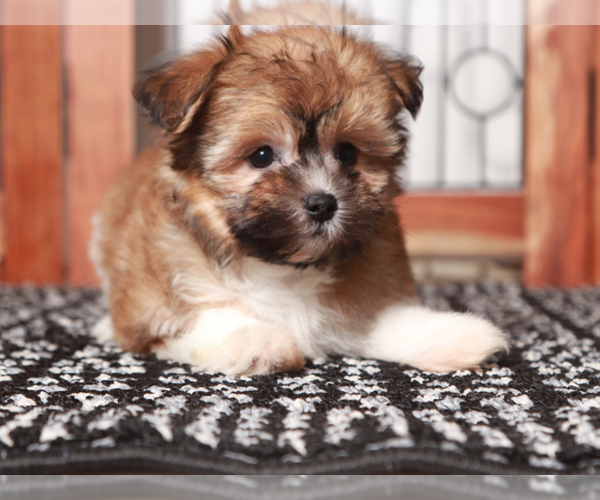 Medium Photo #3 Cairnese Puppy For Sale in NAPLES, FL, USA