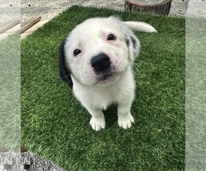 Great Pyrenees-Unknown Mix Dogs for adoption in Croydon, NH, USA