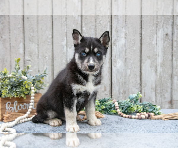 Medium Photo #2 Siberian Husky Puppy For Sale in LANCASTER, PA, USA