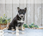 Small #1 Siberian Husky