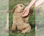 Small Photo #31 Poodle (Standard) Puppy For Sale in GARWOOD, TX, USA