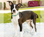 Small #7 American Staffordshire Terrier-Boston Terrier Mix