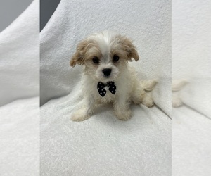 Cavapoo Puppy for sale in RANDOLPH, MA, USA