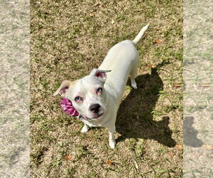 Boxer-Chihuahua Mix Dogs for adoption in Texarkana, TX, USA