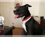 Small #41 American Staffordshire Terrier Mix