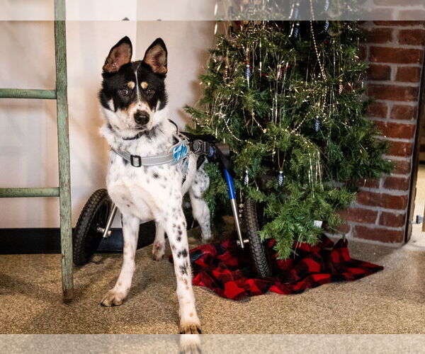 Medium Photo #7 Mutt Puppy For Sale in St. Louis Park, MN, USA