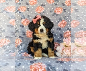 Bernese Mountain Dog Puppy for sale in HOLTWOOD, PA, USA