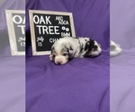 Small Photo #2 Australian Shepherd Puppy For Sale in TECUMSEH, OK, USA