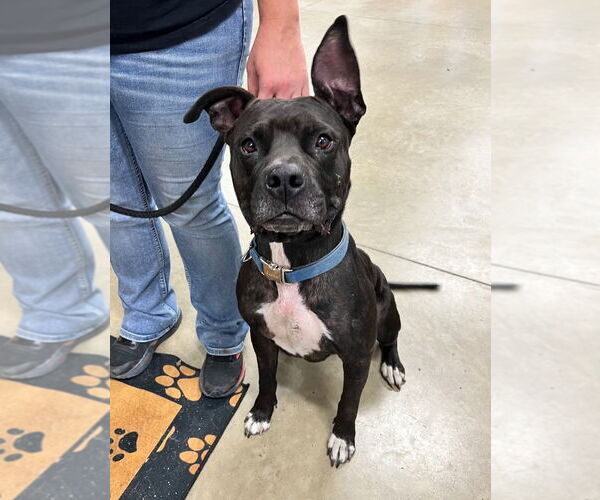 Medium Photo #4 American Staffordshire Terrier Puppy For Sale in Pierceton , IN, USA