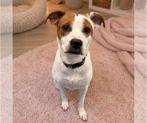 Mutt Dogs for adoption in Sterling, MA, USA