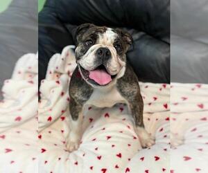 Bulldog Dogs for adoption in Spring Lake, NJ, USA