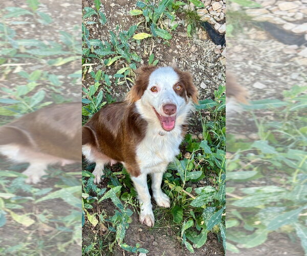 Medium Photo #1 Australian Shepherd-Unknown Mix Puppy For Sale in Salt Lake City, UT, USA