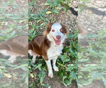 Small Australian Shepherd Mix