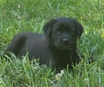 Small #12 Labrador Retriever