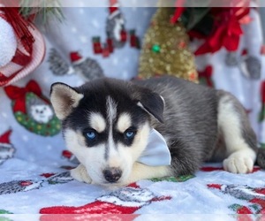 Siberian Husky Puppy for sale in LANCASTER, PA, USA